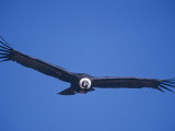 Andean Condor  Peru