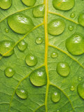 Toxic Rain  Rain Drops on Leaf