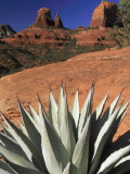 Agave Cactus and Red Rock Formations