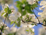 Dogwood+tree+blossom+pictures