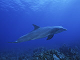 Bottlenose Dolphin  Underwater  Caribbean