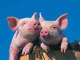 Two Pigs in a Bushel
