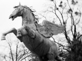Winged Horse Statue  Mirabellgarten  Austria