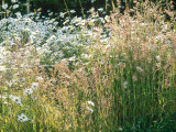 Leucanthemum Vulgare (Ox-Eye Daisies) & Wild Grasses  Wild Prairie Style Planting