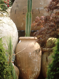 Tall Cactus in Terracotta Urn  Chelsea Flower Show 1997