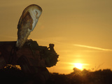 Barn Owl  Tyto Alba Asleep at Sunset