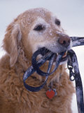 Golden Retriever with Leash in Mouth