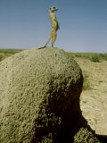 Meerkat  Guard Looking  Kalahari