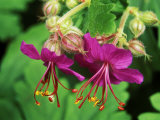 Geranium Macrorrhizum