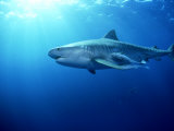 Tiger Shark  Aliwal Shoal  South Africa