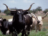 Texas Longhorn Cattle on Wildlife Refuge  OK
