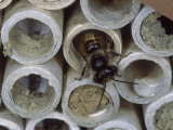Red Mason Bee  Leaving Artificial Nest Tube  Middlesex  UK