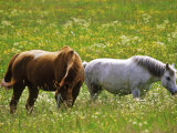 White & Brown Horses in Field of Wildflowers  Sweden