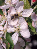 Bee on Apple Blossoms