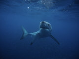 Great White Shark  Swimming  South Australia