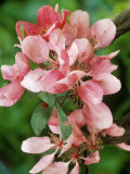Malus  Profusion (Crab Apple) Close-up of Pink Blossom