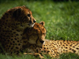 Cheetahs