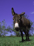 Donkey