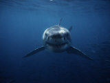 Great White Shark  Swimming  South Australia