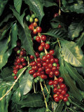 Coffee Beans on Tree  Costa Rica