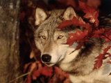 Gray Wolf Peeks Through Leaves  Canis Lupus