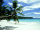 Coconut Palm on Beach  Seychelles