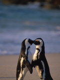 African Penguins Showing Affection