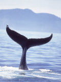 Humpback Whale's Tail Going Into the Water