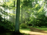 Woodland Garden in Autumn  Atmospheric Sunlight Through Trees onto Path  October