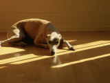 Whippet