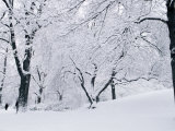 Central Park Covered in Snow  NYC