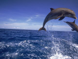 Bottlenose Dolphins  Tursiops Truncatus