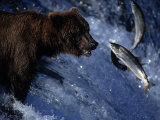 Grizzly Bear and Salmon  Brooks Falls  Katmai  AK