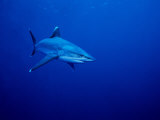 Silvertip Shark  Swimming  Polynesia