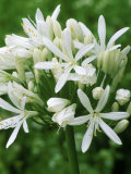 African Blue Lily