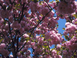 Flowering Cherry Tree  Ct