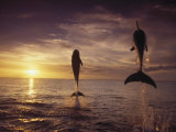 Bottlenose Dolphins  Tursiops Truncatus