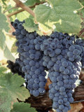 Wine Grapes