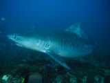 Tiger Shark  Swimming  South Africa