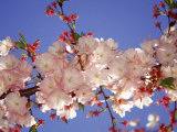 Cherry Blossom