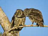 Barred Owl  Pair Bonding  Florida  USA