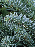 Abies Procera "Glauca Prostrata" (Fir)