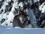 Gray Wolf Standing in Snow Covered Landscape