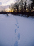 Footprints in Snow  Quincy Reservoir