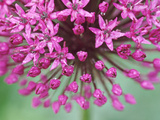 Allium Hollandicum "Purple Sensation"