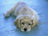 Cocker Spaniel  Puppy Resting