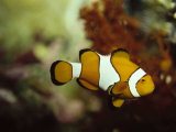 Clown Fish  Great Barrier Reef  Australia