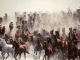 Horse Roundup