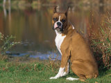 Boxer Dog Near a Pond