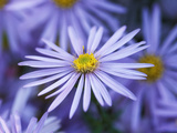 Aster Pyrenaeus "Lutetia"